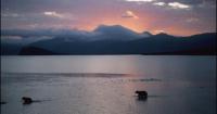 Nature Notes: Living with wildlife