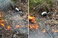 Magpies filmed using 'bold' technique in 'world first'