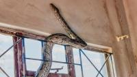 Pennsylvania couple bought 1830s dream home, then found multiple snake species throughout