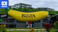 Anger as Coles in home of the Big Banana to drop local bananas