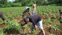 Bigger returns for farmers through cooperatives