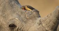 Wildlife Photographer of Year contest reveals preview of winning shots