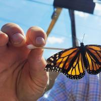 Butterfly Haven enchants at North Idaho State Fair