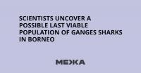 Scientists uncover a possible last viable population of Ganges sharks in Borneo