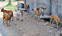 Man mauled to death by dogs in Zimbabwe