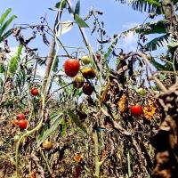 Earth Today | UNEP report champions Drought Resilience Capacity Index