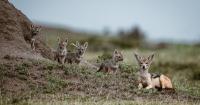 Interpol's Jackal IV Disrupts West African Crime Infrastructure