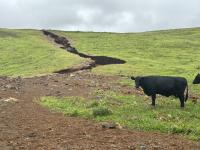 Hawaiʻi Ranchers Welcome Rain But Endure Weather Whiplash