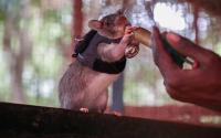 Small but gifted: How Tanzania's rats are 'smelling' trouble, saving lives