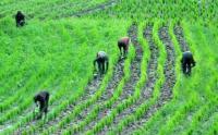 Africa’s Great Green Wall restores over 20m hectares, says UN deputy chief 