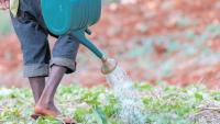 Drought puts fresh strain on local agri sector