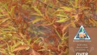 Missouri native tree seedling orders start Sept. 1 online