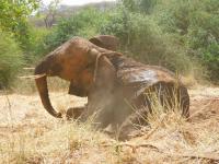 Kenyan investigators arrest 4 people linked to 18 Amboseli elephant deaths