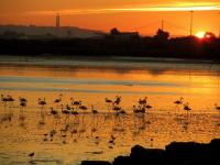 Tourism boss highlights pressure to resurrect Montijo as overspill airport for Lisbon