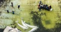 2 belugas, 4 dolphins from Marineland heading to aquarium in Spain
