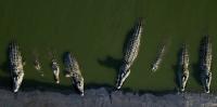 Crocodiles as prison guards: Israeli moat plan dehumanizes Palestinian prisoners