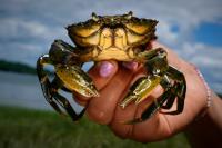Invasive green crabs are bad for the environment, so New Englanders are starting to eat more of them