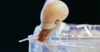 How a typhoon and peanut butter jars brought rare snails to St. Louis
