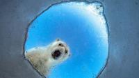 London's Wildlife Photographer of the Year exhibition top photos revealed