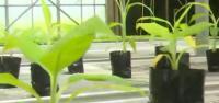 Portsmouth Tissue Culture Laboratory strengthens Dominica’s agricultural capacity