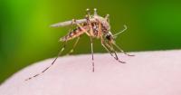 German airport worker dies of malaria from mosquito carried on plane