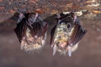 Rabid bats found in Idaho Falls, Rigby prompt warning from health officials