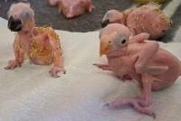 Thai national arrested at OR Tambo with 50 suspected endangered parrot eggs