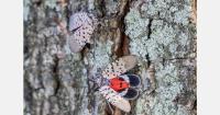 Moldova detects spotted lanternfly in Chisinau