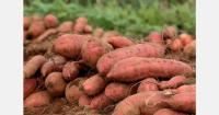 Questions remain around sweet potato exports from North Carolina