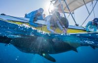 Curaçao Records Lowest Relative Shark Abundance in Dutch Caribbean Reef Study