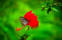 Butterflies worldwide are on the move as the climate warms