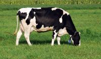 Moldova Will Establish a Registry for Holstein Cows