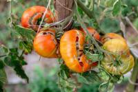 Fighting the invisible invaders: How ViroiDoc safeguards our crops from viroids
