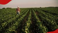 30-year-old man leaves KSh 18 million salary job in tech to work on maize farm