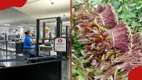 US officers arrest 3 carrying miraa from Africa at airport in Chicago