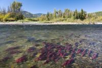 Fishing industry cautiously backs joint funding program, despite lack of details (BC)