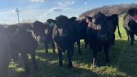 USDA highlights Kentucky school district serving local beef