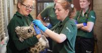 Marwell provides update on health of rare cubs after first birth since 2013