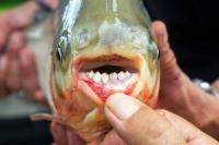 Here’s Why This State Has Become a Hot Spot for Catching Exotic Fish From the Amazon