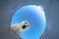See 16 Stunning Animal Images From the Wildlife Photographer of the Year Awards