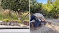 11-foot gator rescued from Florida tourist strip lands at Gatorland as 'Mr. Worldwide'