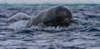 Narwhals are helping scientists map warm water hidden in Greenland’s fjords