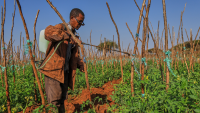 Kenya bans pesticides prohibited in other countries