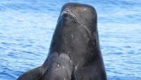 ‘Stark reminder of the impact of global plastic pollution’: Tangled plastic, fishing gear found in pilot whales