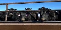 Oregon ranchers fear tariff-free beef imports will hurt local farms