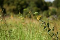 Texas Master Naturalist annual meeting set for Oct. 22-25 in Waco