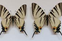 A population of rare swallowtail butterflies is forming in Belarusian Polesie