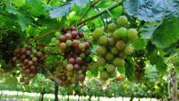 Peruvian table grapes face potential volume decline due to climatic factors