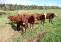 Colombia Opens U.S. Market for Beef Tallow Exports Destined for Biofuels