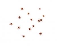 Texas A&M studying tick habitat to strengthen African swine fever preparedness